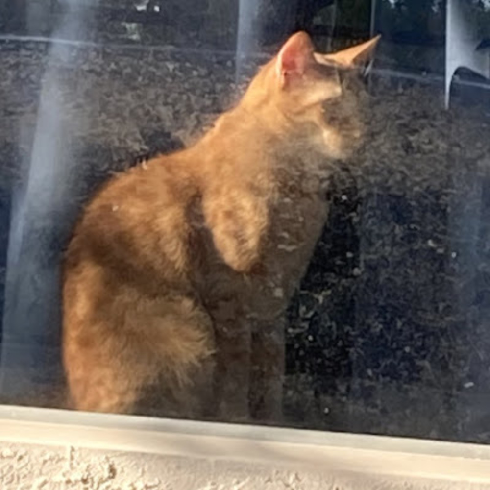 Meet your Posher, Lily